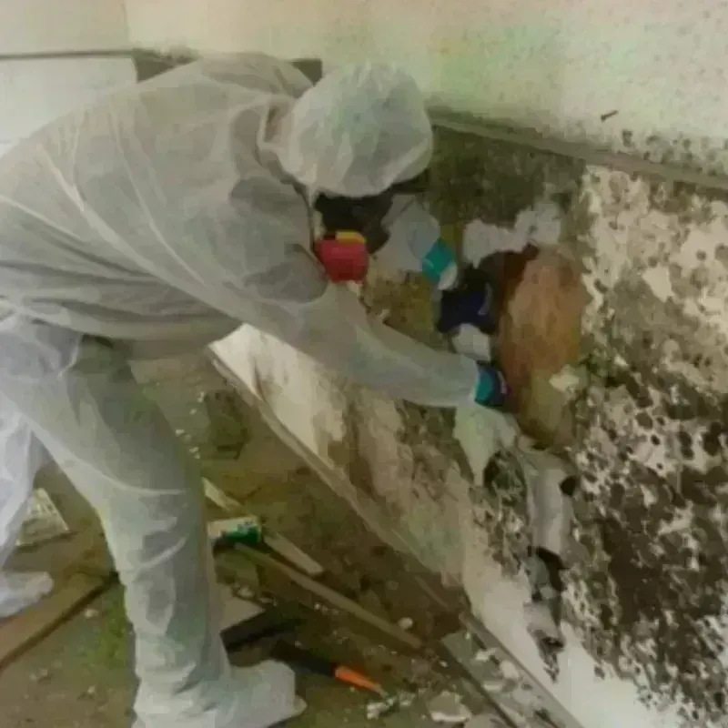 Mold Remediation and Removal in Warren, IL